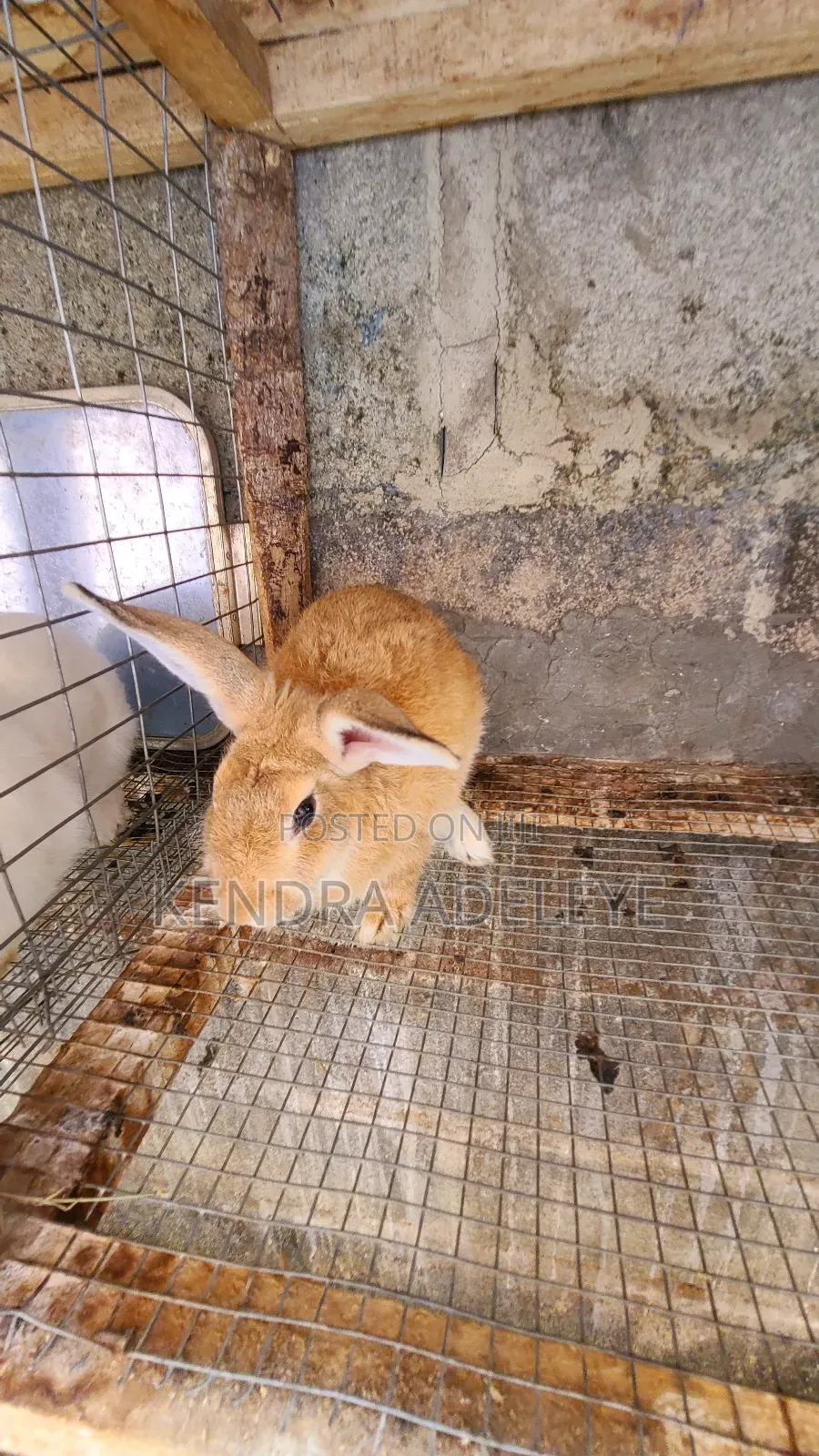 High Quality Rabbits for Sale in Abule Egba - Farm Animals, Kendra ...