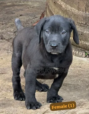 1-3 months Female Purebred Cane Corso