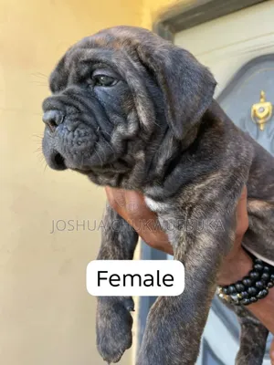1-3 months Male Purebred Cane Corso
