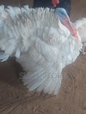 Matured Life Turkey Bird