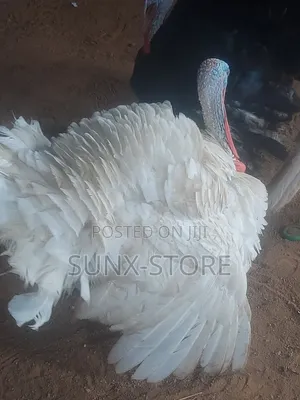 Matured Life Turkey Bird