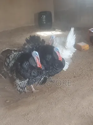 Matured Life Turkey Bird