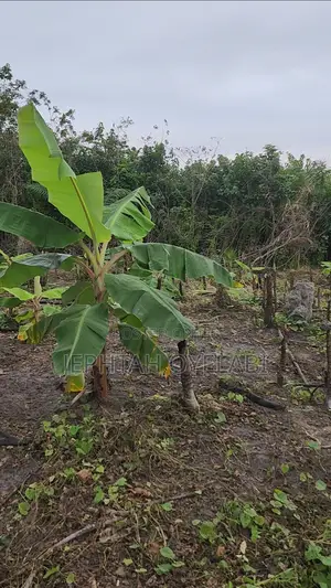 4 Plots of Land for Sale in Epe