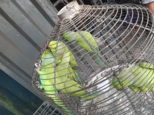 Indian Ringneck