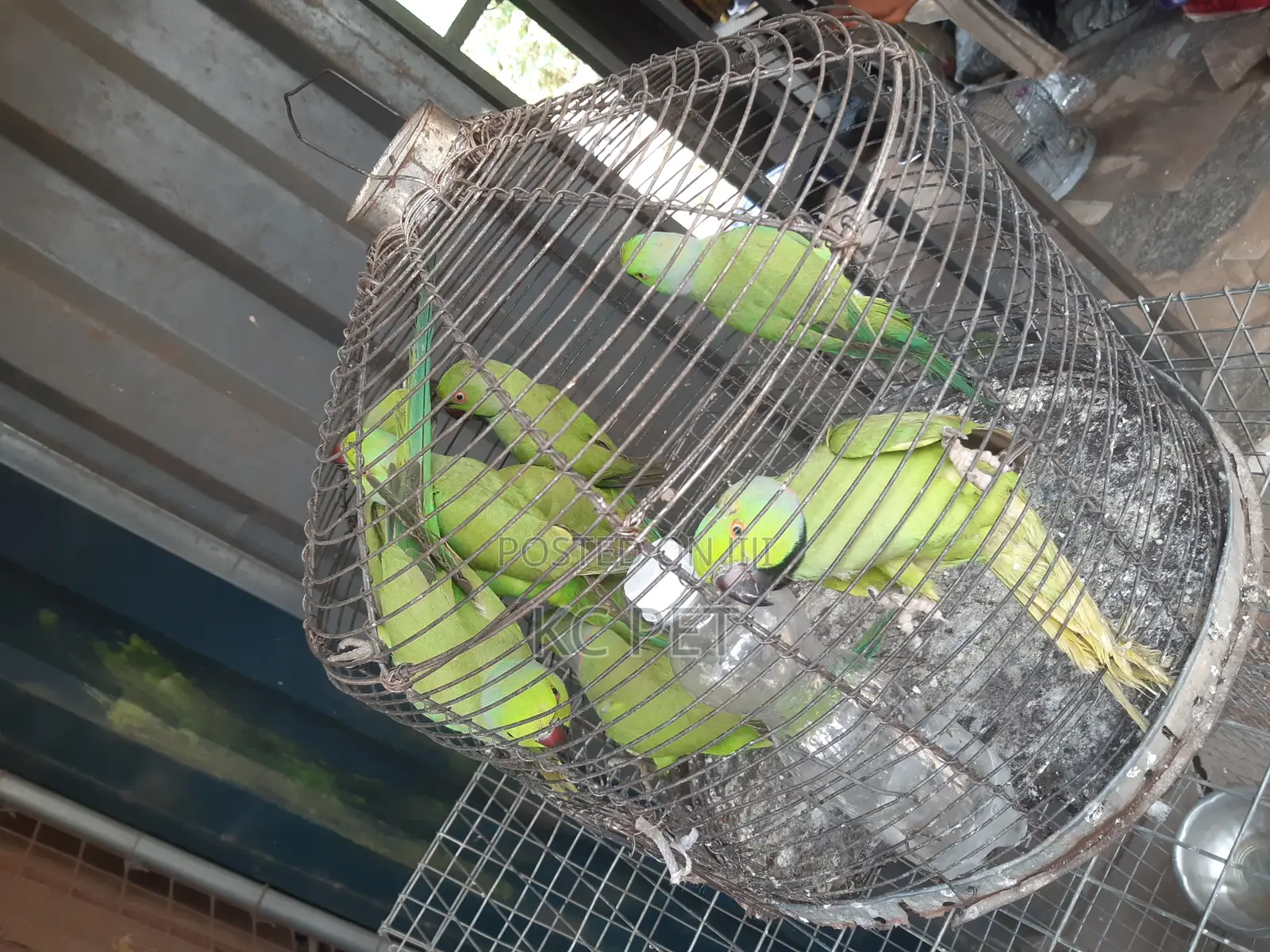 Indian Ringneck