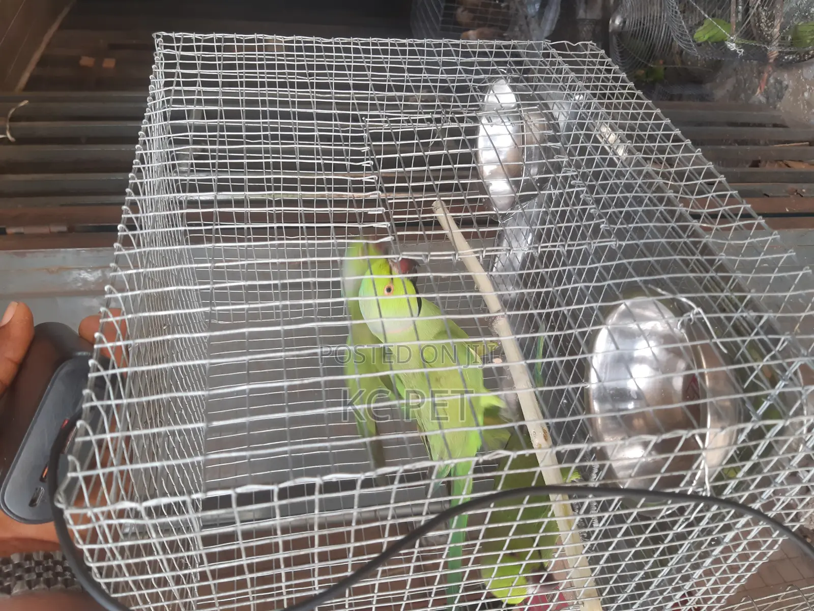 Indian Ringneck