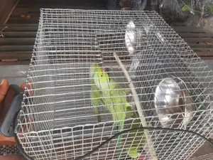 Indian Ringneck