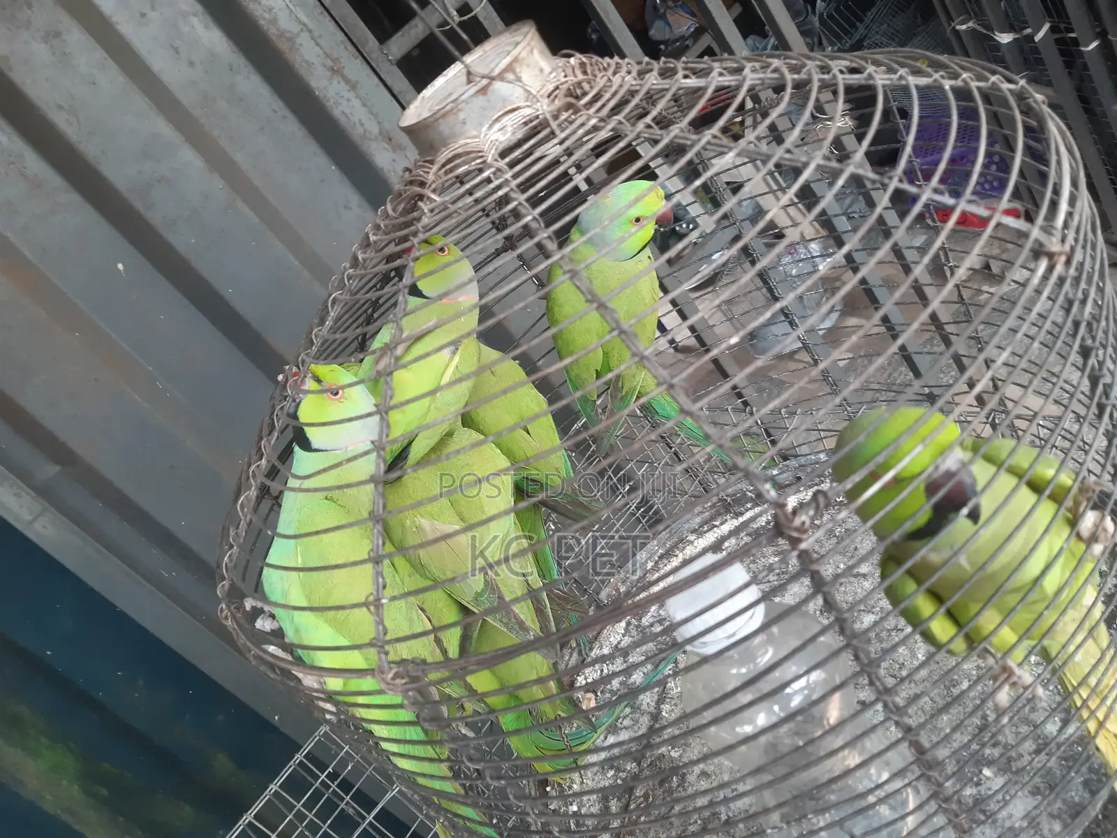 Indian Ringneck