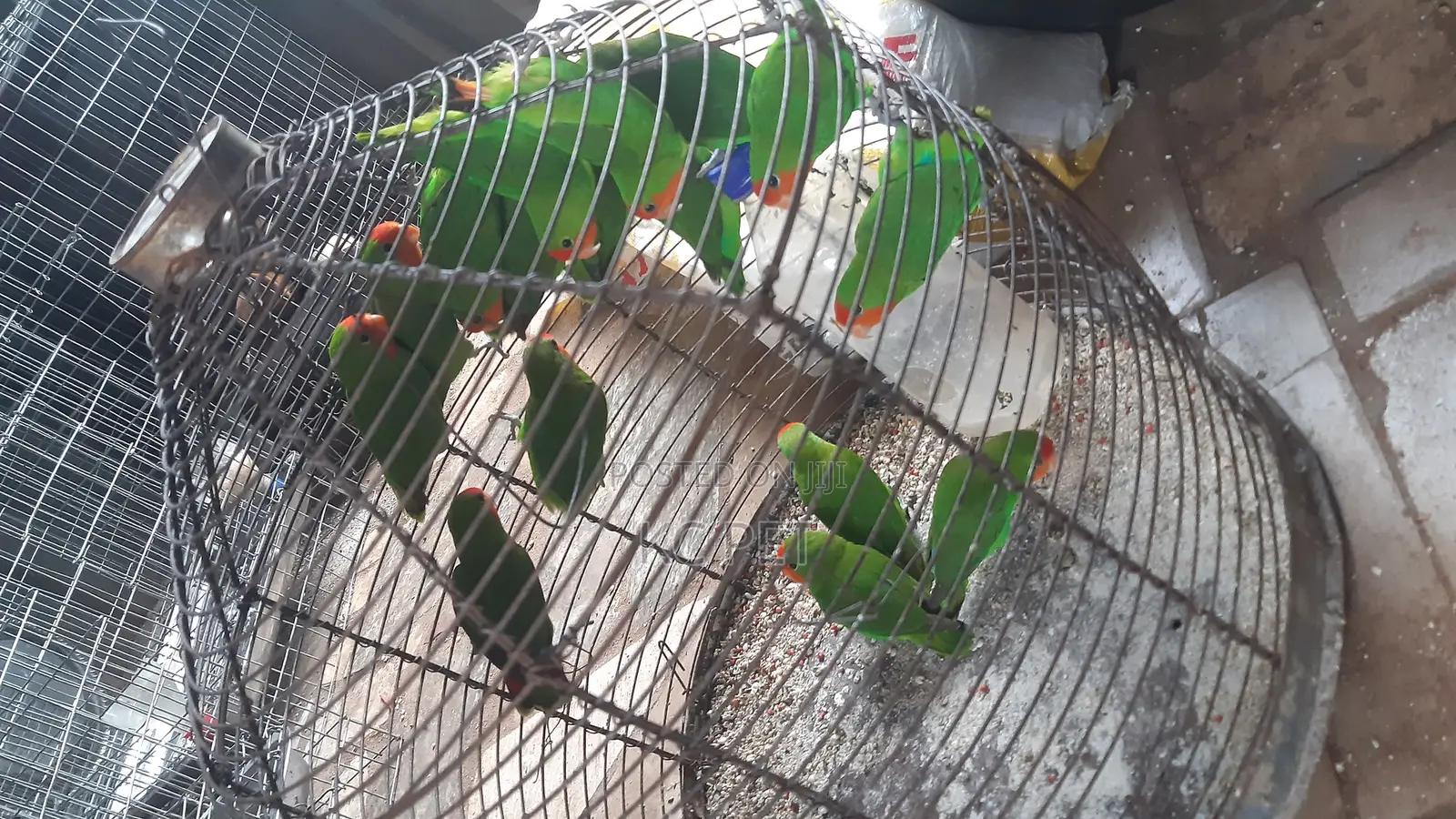 Beatiful Lovebird
