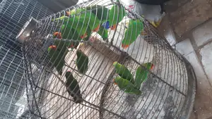 Beatiful Lovebird