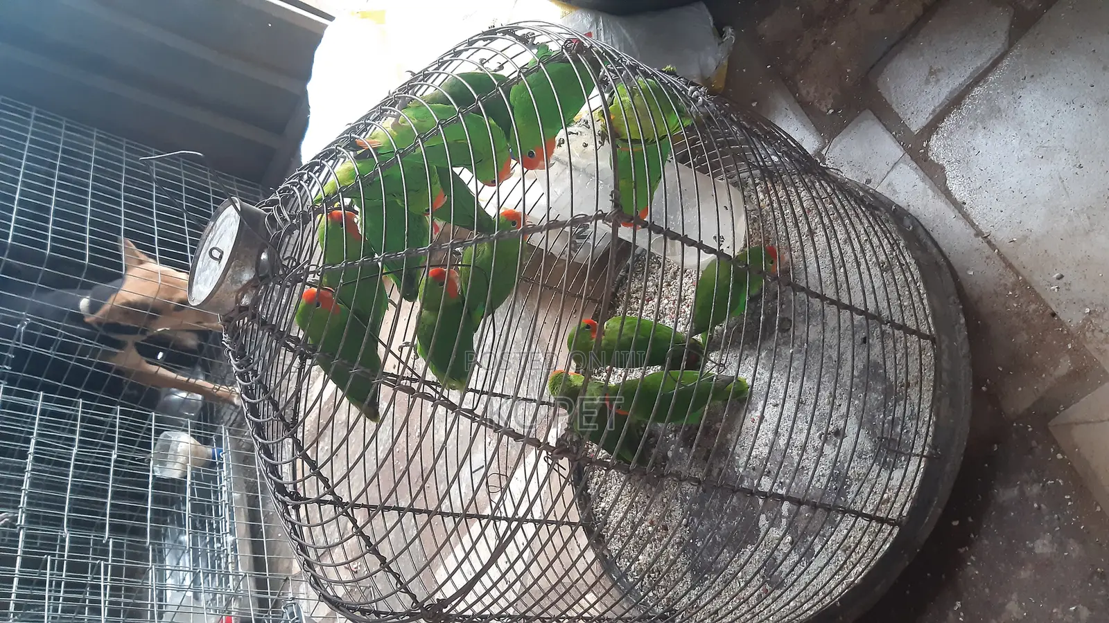 Beatiful Lovebird