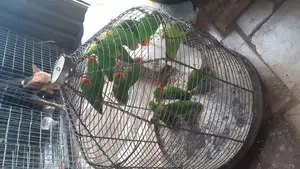 Beatiful Lovebird