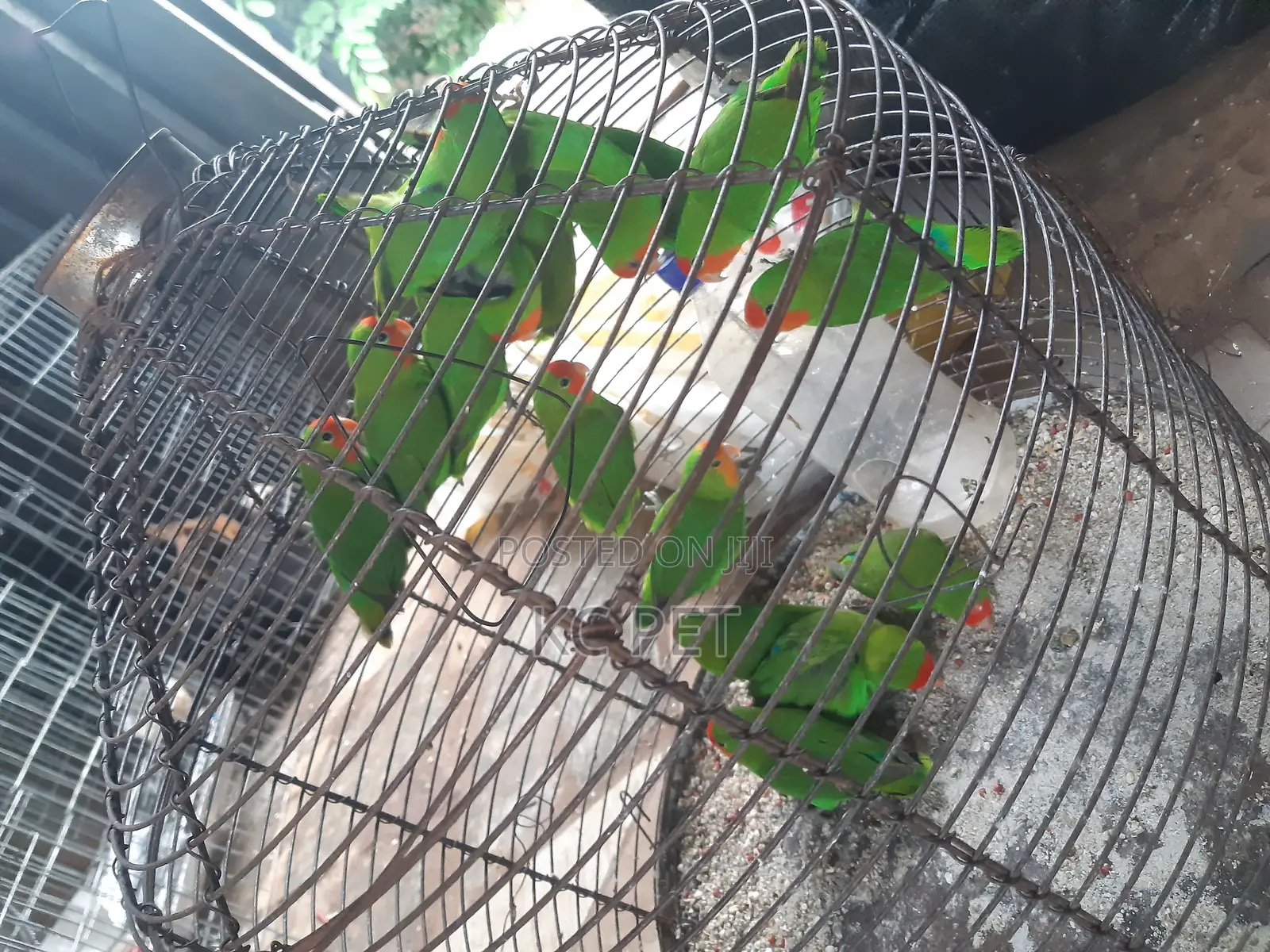Beatiful Lovebird