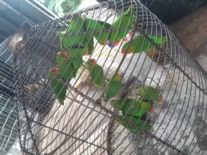 Beatiful Lovebird