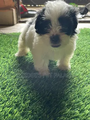 1-3 months Female Purebred Lhasa Apso