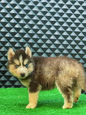 1-3 months Male Purebred Siberian Husky