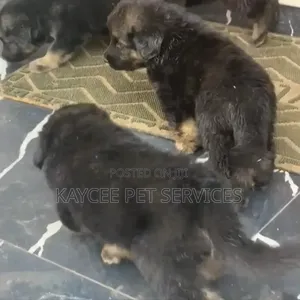 1-3 months Male Purebred German Shepherd