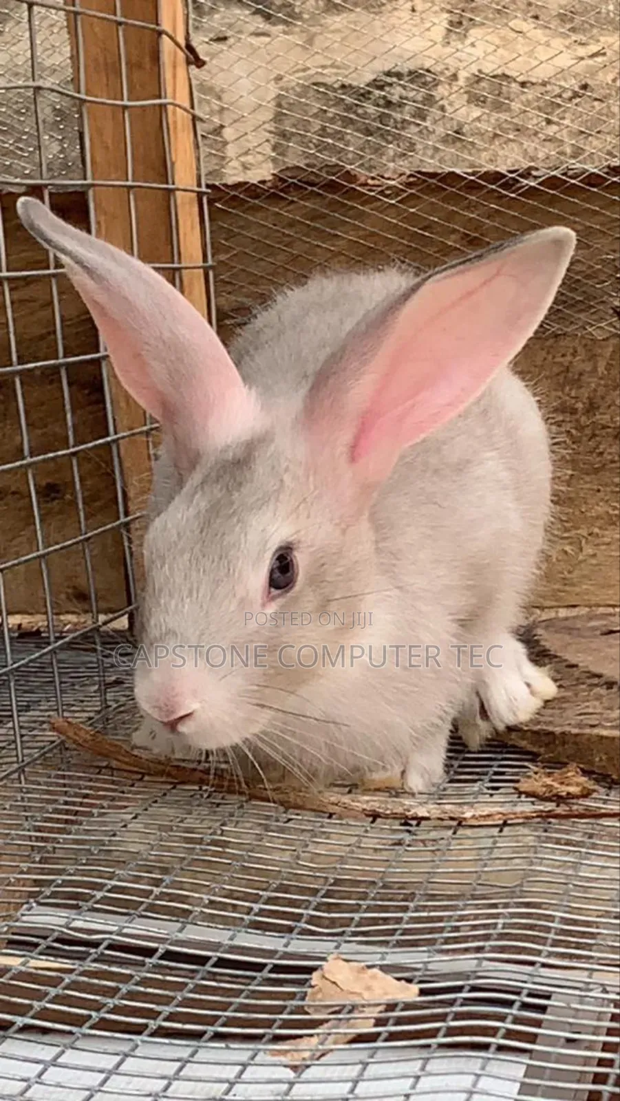 Rabbit Grower Buck
