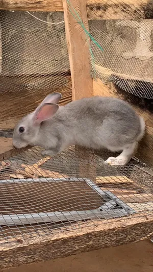 Rabbit Grower Buck
