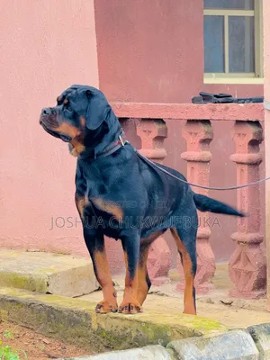 1+ year Male Purebred Rottweiler