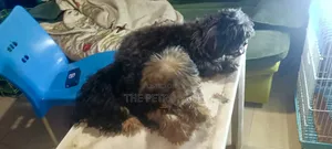 3-6 months Female Purebred Shih Tzu