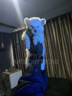 1-3 months Male Purebred American Eskimo