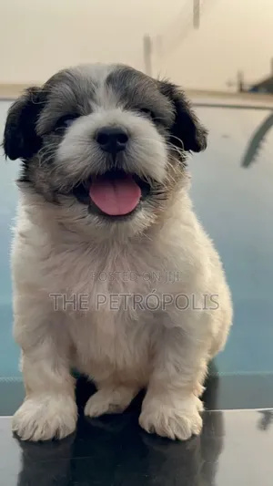 1-3 months Female Purebred Lhasa Apso