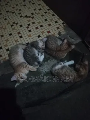 0-1 month Female Mixed Breed Cat