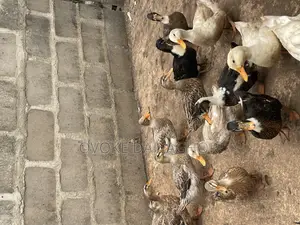 Ducks Different Species