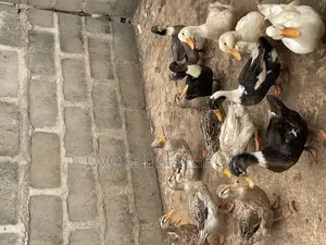 Ducks Different Species