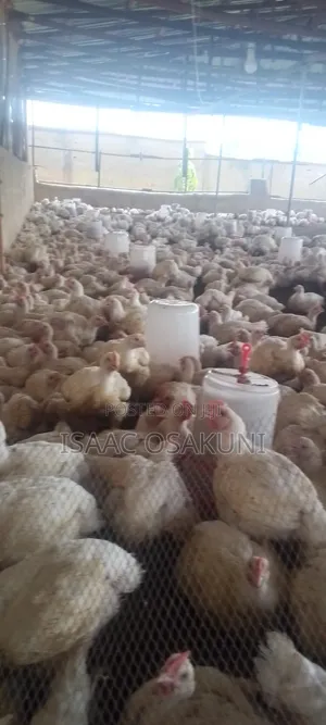 Farm Consultancy