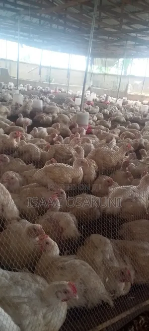 Profitable Livestock Feeding