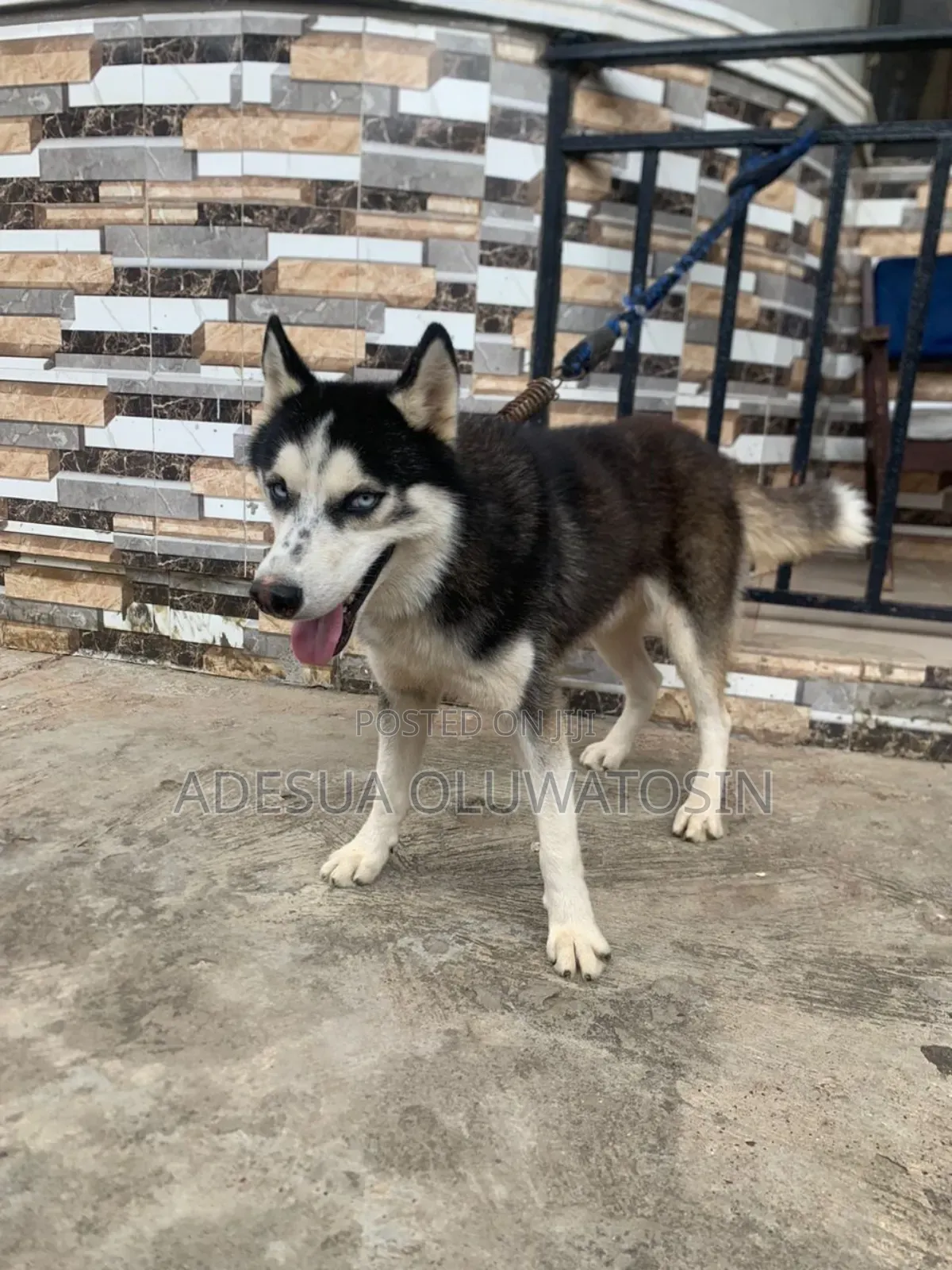 Siberian Husky for Matting/Stud Services