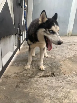 Siberian Husky for Matting/Stud Services