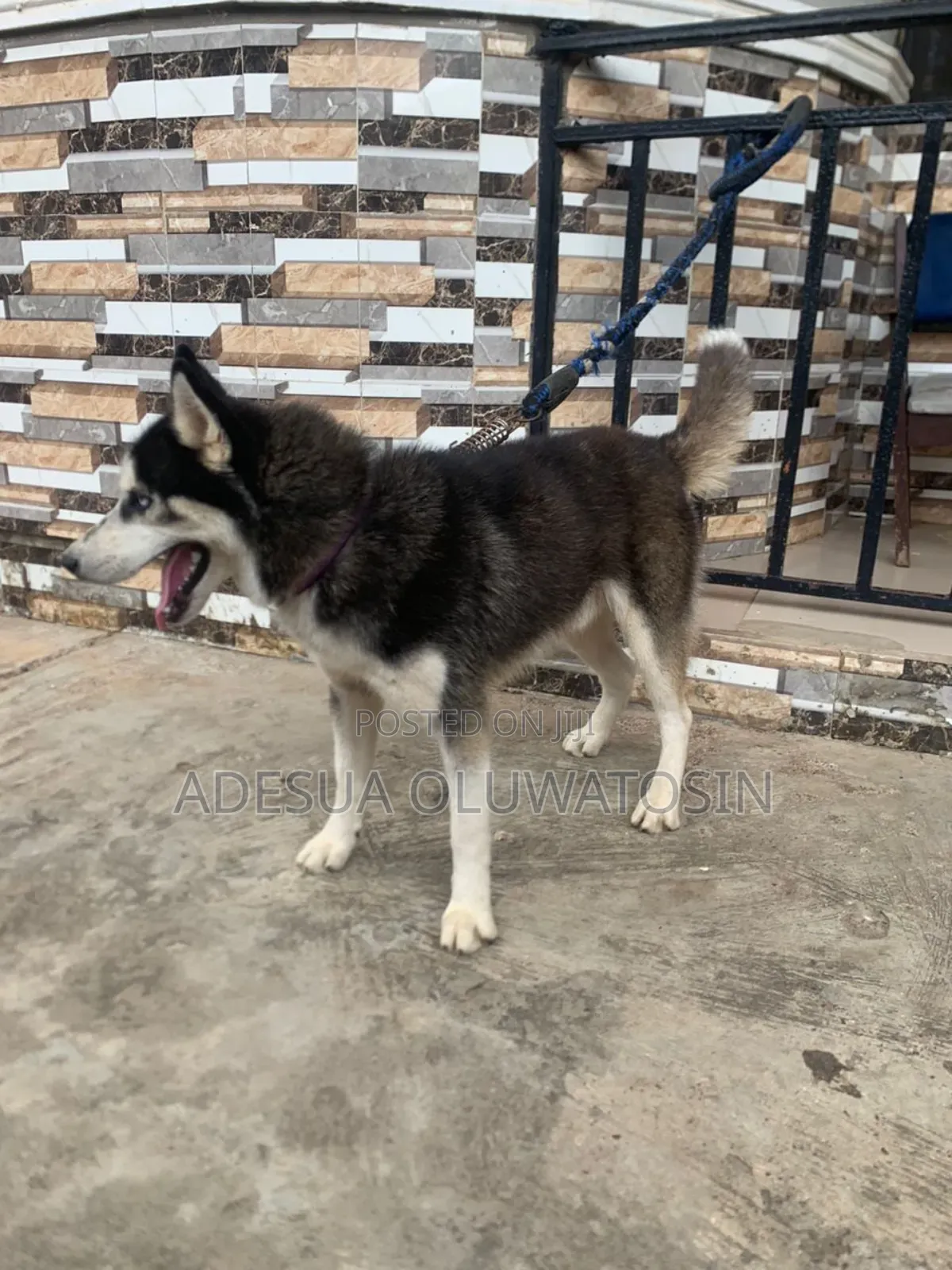 Siberian Husky for Matting/Stud Services