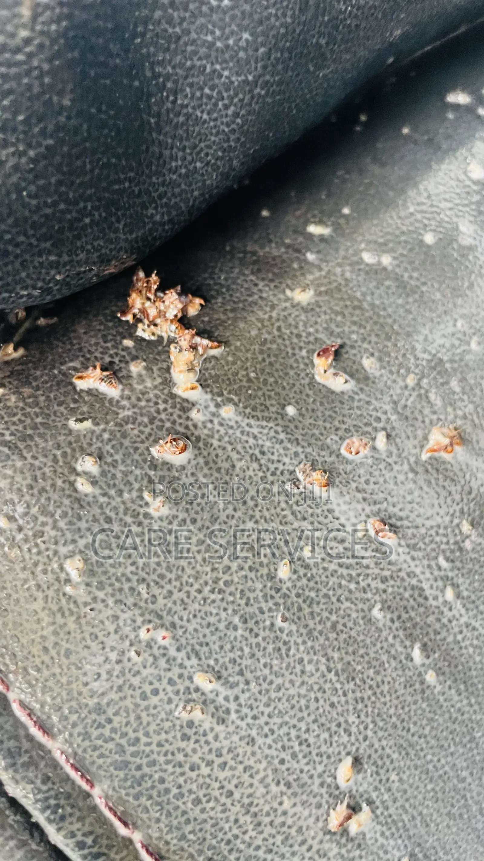 Bedbugs Xtreme Solution