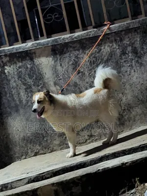 6-12 months Male Purebred Caucasian Shepherd