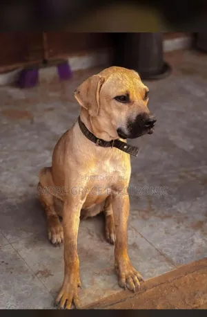 6-12 months Female Purebred Boerboel