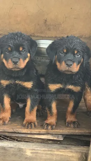3-6 months Male Purebred Rottweiler