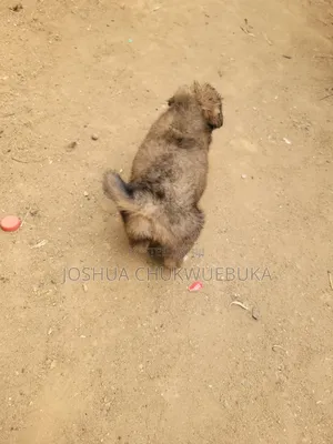 1-3 months Female Purebred Caucasian Shepherd