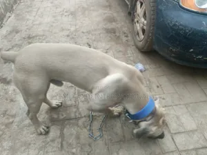 1+ year Male Purebred Boerboel