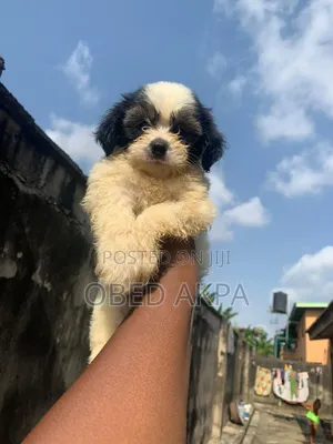 1-3 months Female Purebred Lhasa Apso