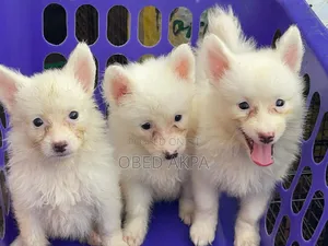 1-3 months Male Purebred American Eskimo