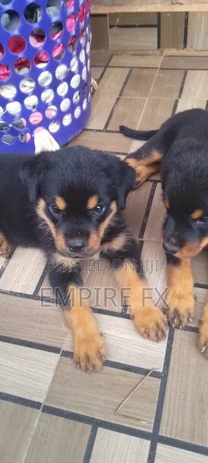 1-3 months Female Purebred Rottweiler
