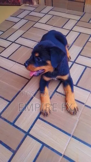 1-3 months Female Purebred Rottweiler