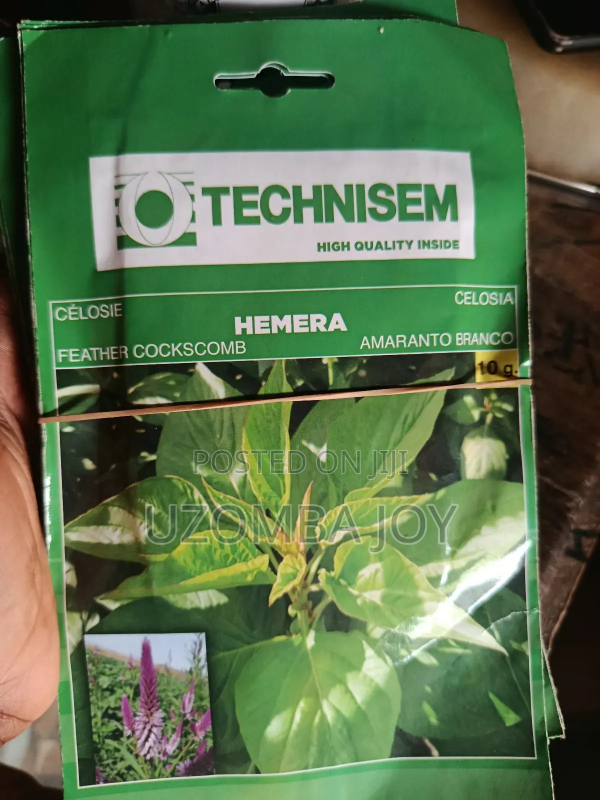 Hemera Shoko (Amaranth)