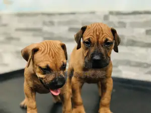 1-3 months Male Purebred Boerboel