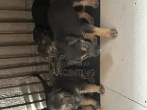 0-1 month Female Purebred German Shepherd