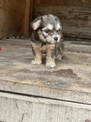 1-3 months Male Purebred Lhasa Apso