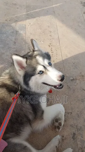 1-3 months Female Purebred Siberian Husky